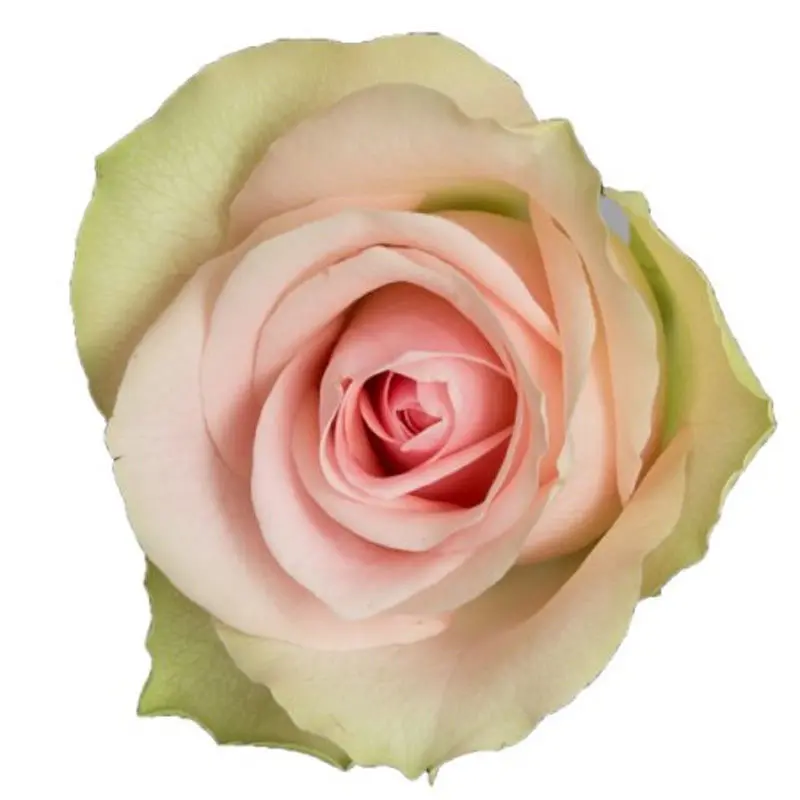 Rose Belle Rose