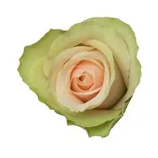 Rose La Belle