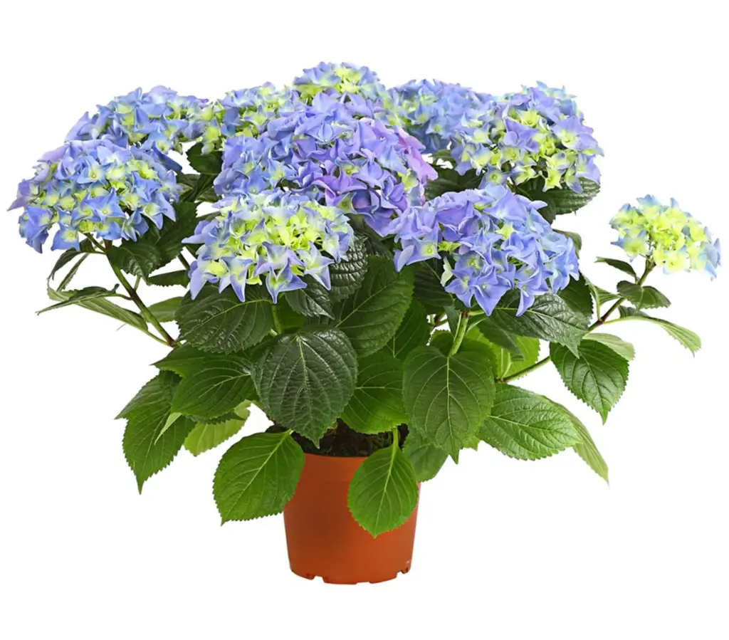 Hortensie