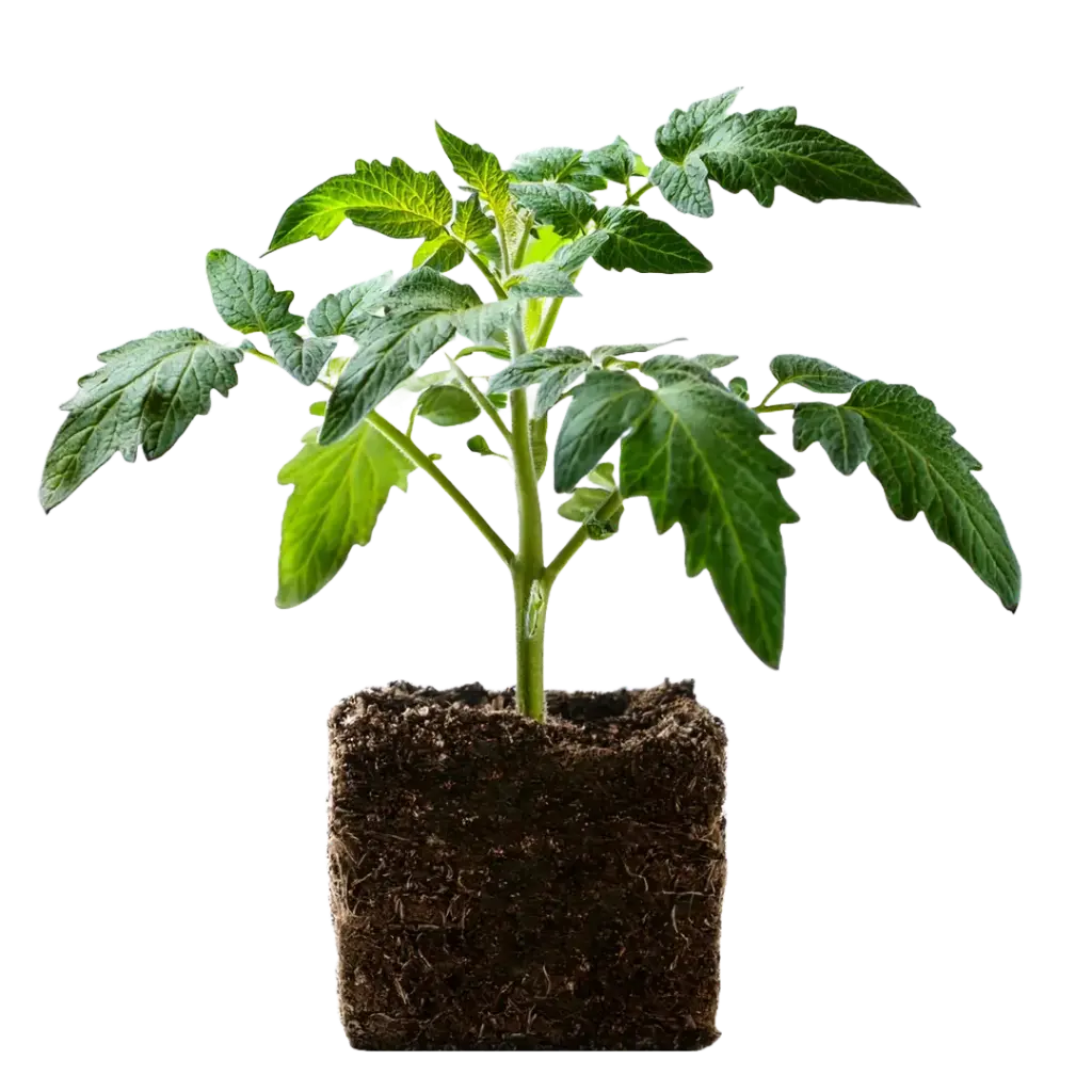 Strauchtomaten
