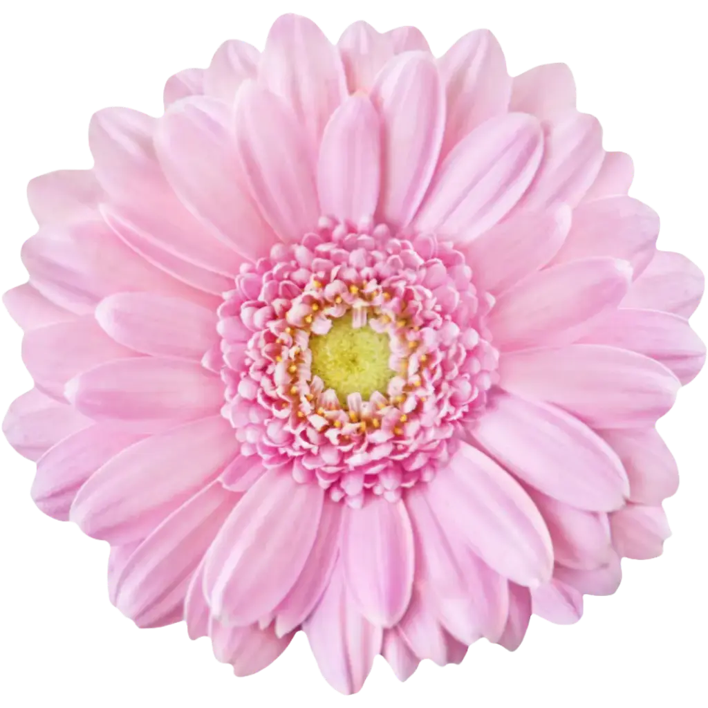 Germini Pinky