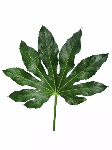 [20150] Aralia