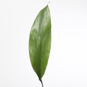 [20141] Aspidistra