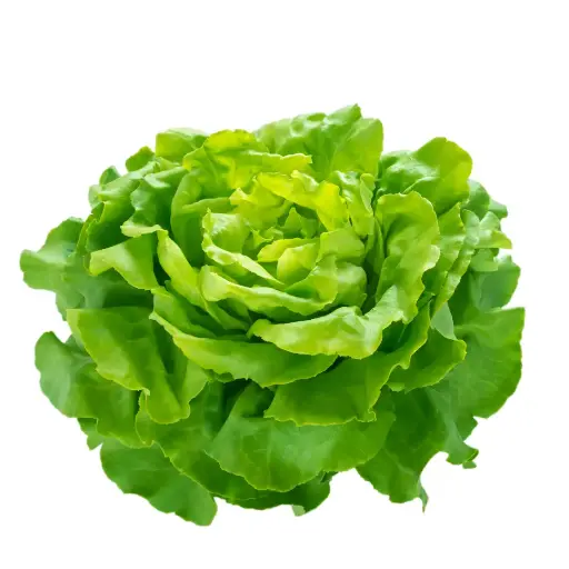 [63114] Kopfsalat