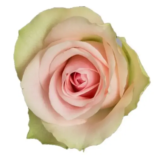[20168] Rose Belle Rose