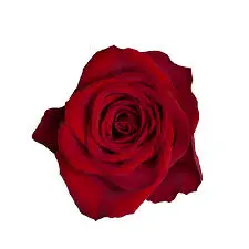 [20174] Rose Madam Red