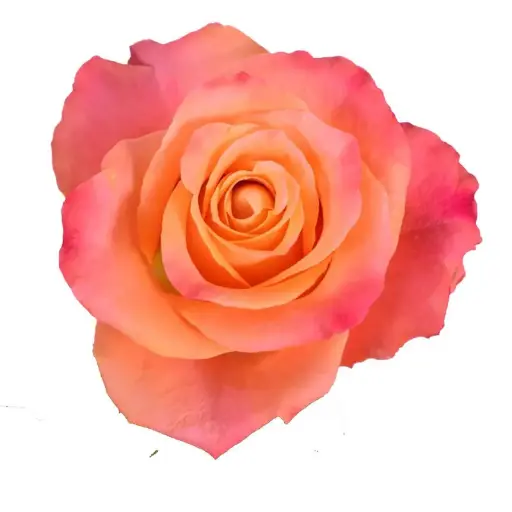 [20176] Rose Mariyo!