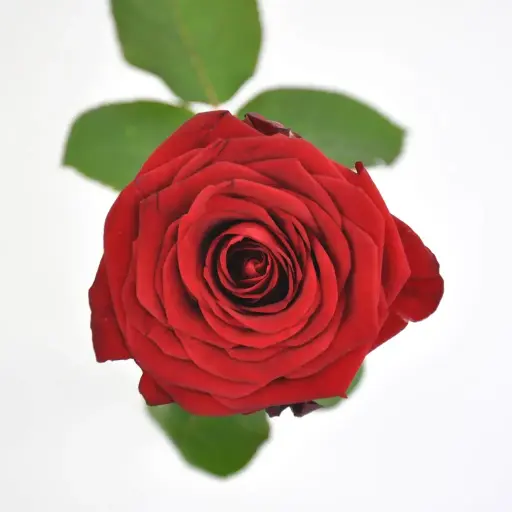 [20179] Rose Red Naomi!