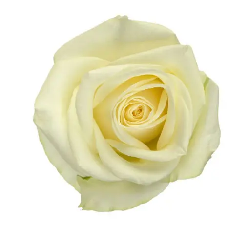[20180] Rose Snowstorm+