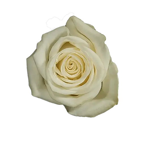 [20182] Rose Snowflake