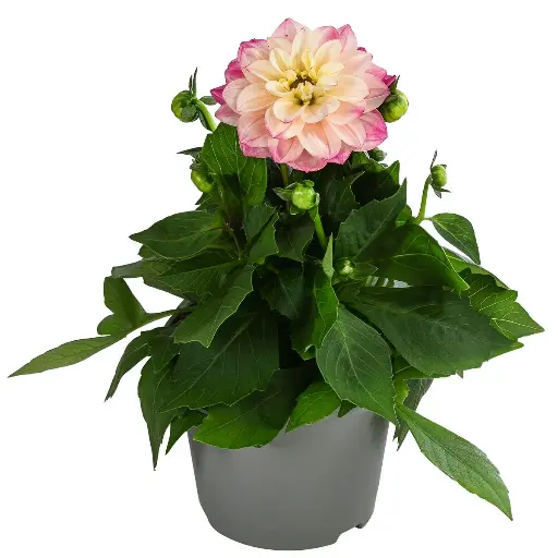 [90211] Dahlie, rosa