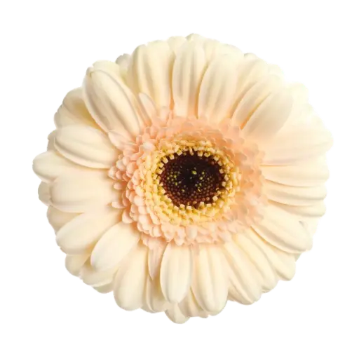 [20211] Germini Café