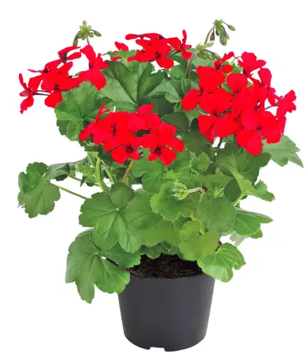 [90227] Pelargonie, Halbhänger