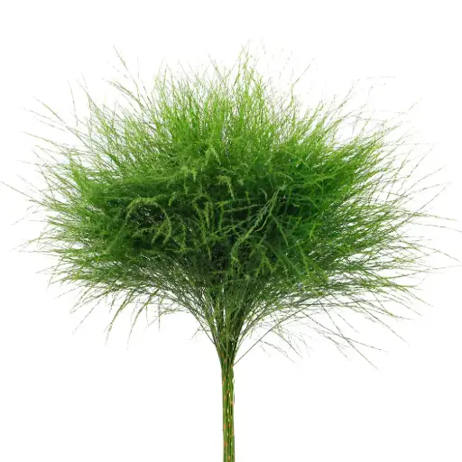 [20212] Asparagus virgatus