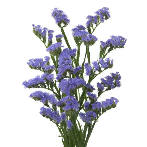 [20216] Limonium Sky Wings