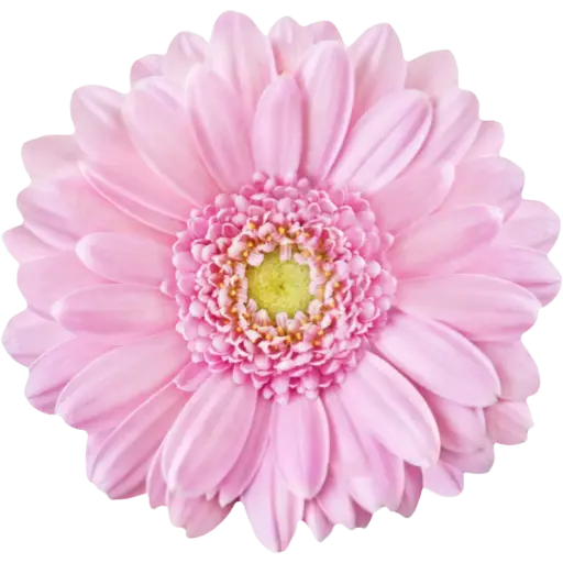 [20219] Germini Pinky