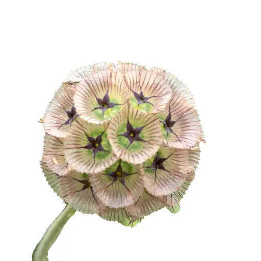 [20222] Scabiosa Stell Zadoos